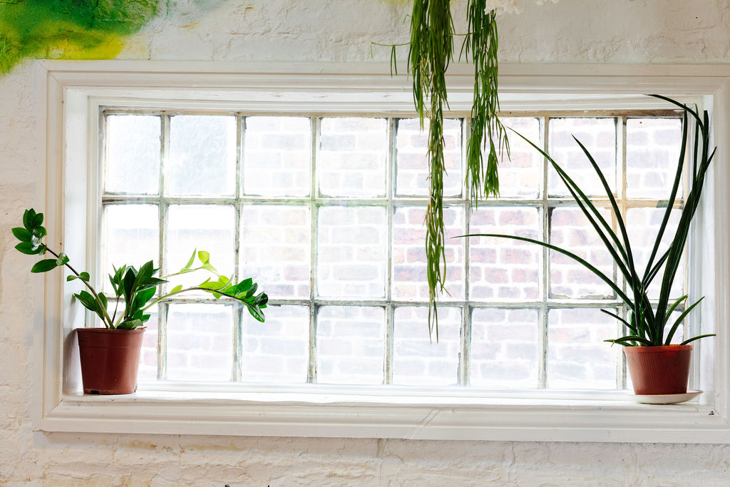 Plants and 200 year old window