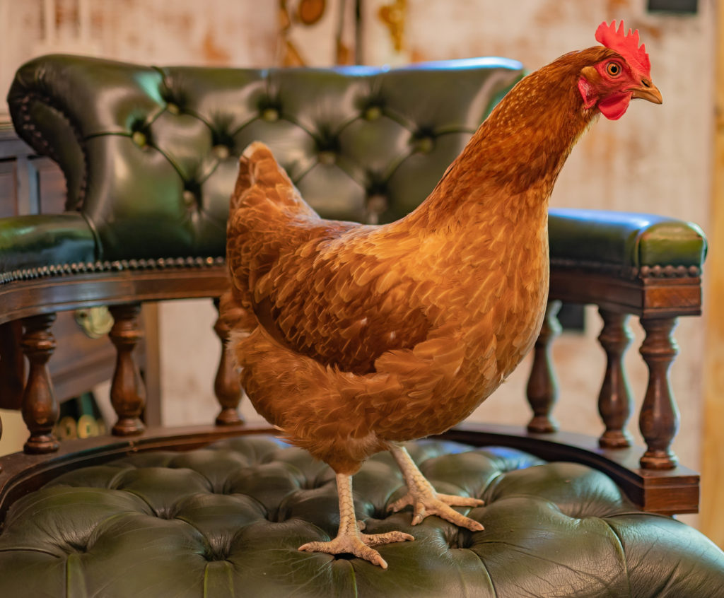 Our bright red chicken, Judy, Newtons